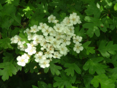 Crataegus monogyna Eenstijlige meidoorn bestellen